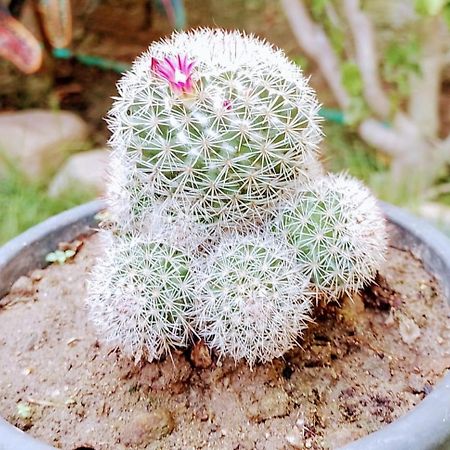 Hermoso Palomino Ngoại thất bức ảnh