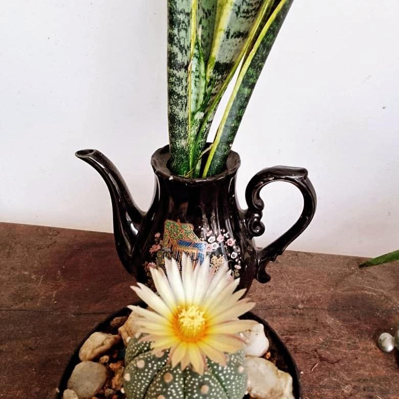 Hermoso Palomino Ngoại thất bức ảnh