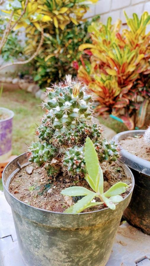 Hermoso Palomino Ngoại thất bức ảnh