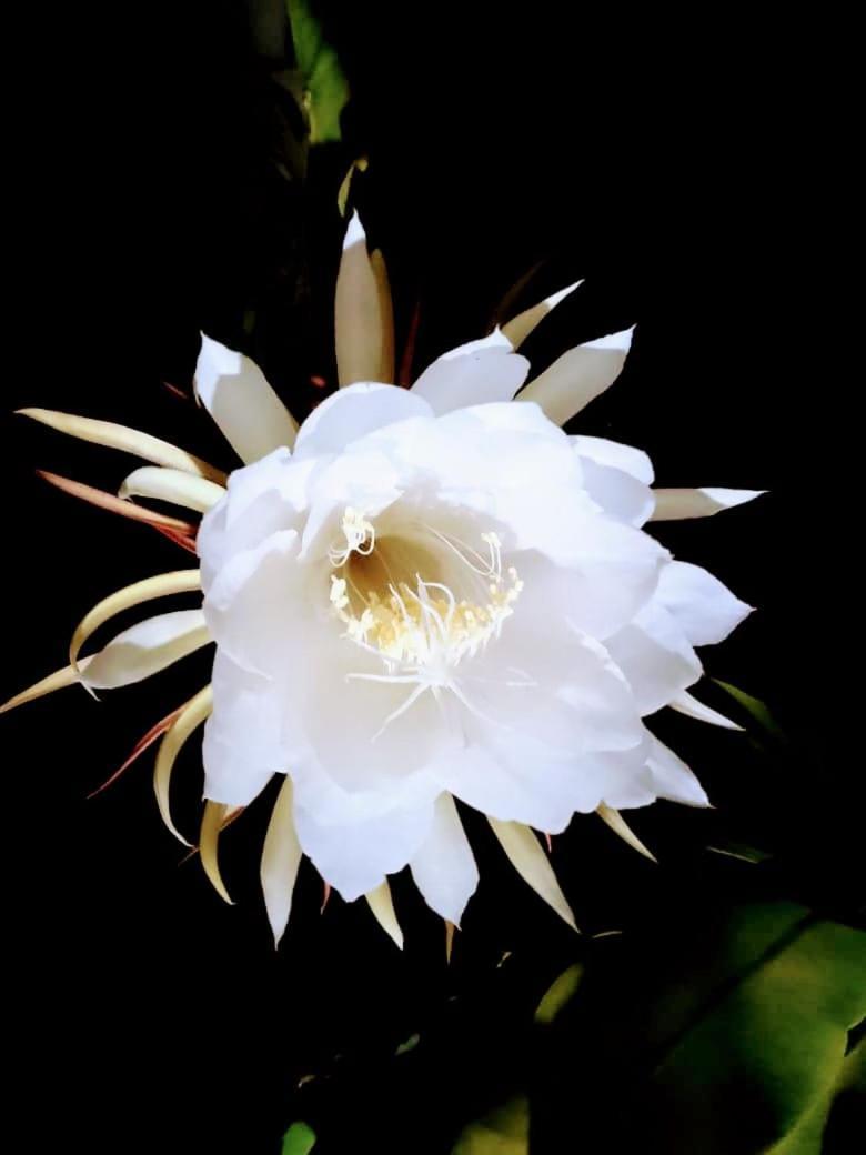 Hermoso Palomino Ngoại thất bức ảnh