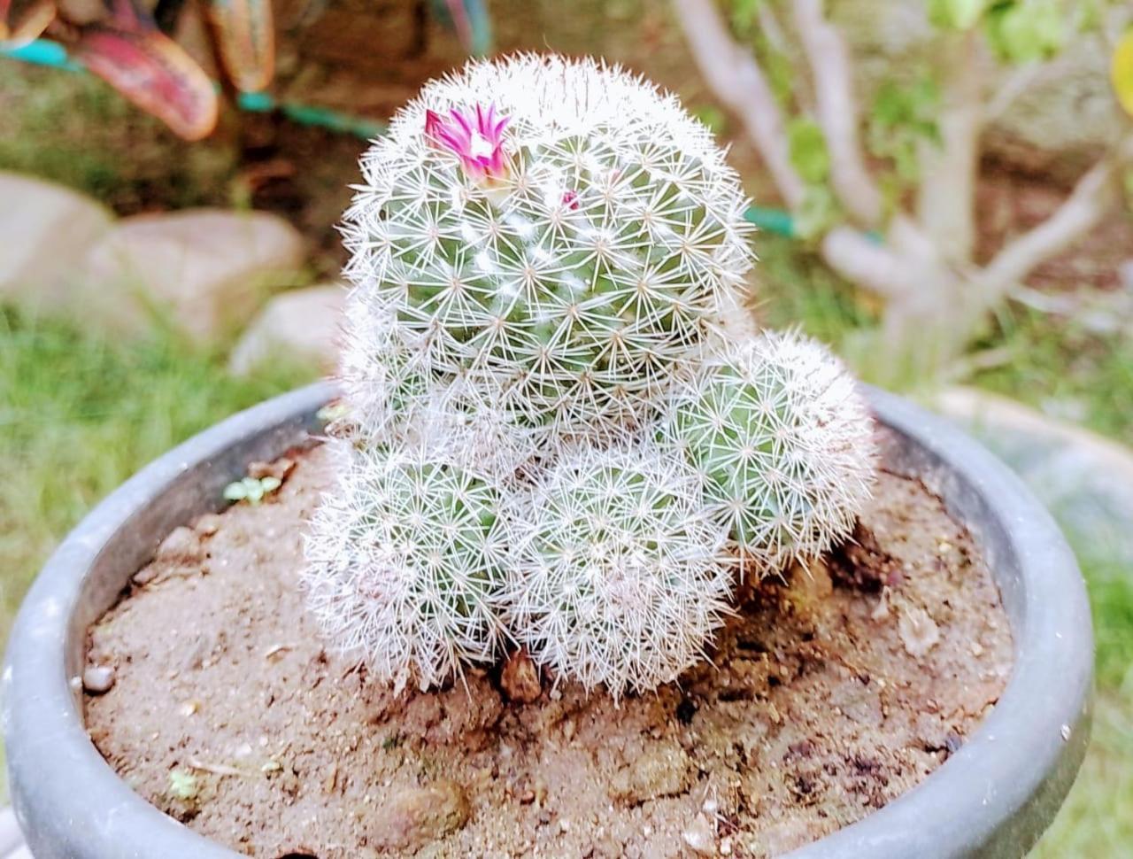 Hermoso Palomino Ngoại thất bức ảnh